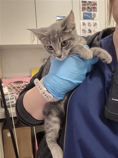 Shelter Stray Female Cat last seen NEIMAN WAY / BRADSHAW RD, 9150 Union Park Way, Elk Grove, CA 95624, USA
