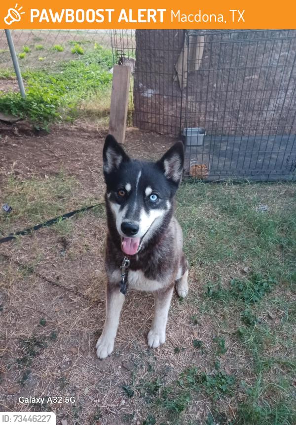 Found/Stray Male Dog last seen Kinney Rd, Macdona, TX 78252