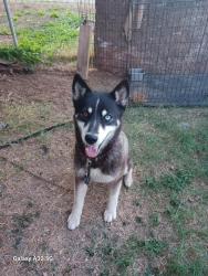 Found/Stray Male Dog last seen Kinney Rd, Macdona, TX 78252
