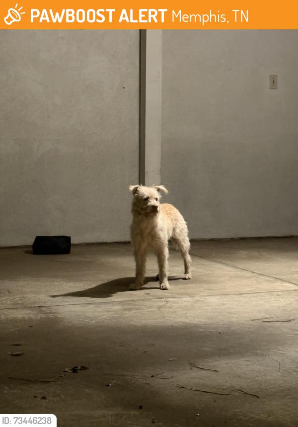 Found/Stray Unknown Dog last seen Ridgeway & Quince, Memphis, TN 38119