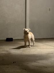Found/Stray Unknown Dog last seen Ridgeway & Quince, Memphis, TN 38119