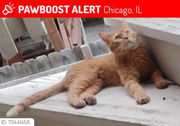 Lost Male Cat last seen Addison and cicero, Chicago, IL 60641