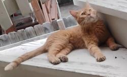 Lost Male Cat last seen Addison and cicero, Chicago, IL 60641