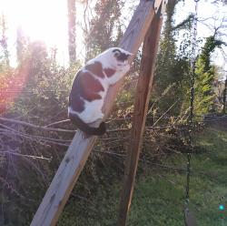 Lost Female Cat last seen Montague Rd, Whitehorse Rd, Greenville, SC 29617