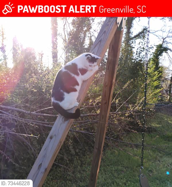 Lost Female Cat last seen Montague Rd, Whitehorse Rd, Greenville, SC 29617