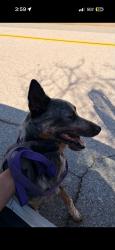 Lost Male Dog last seen State st, Corona, CA 92881