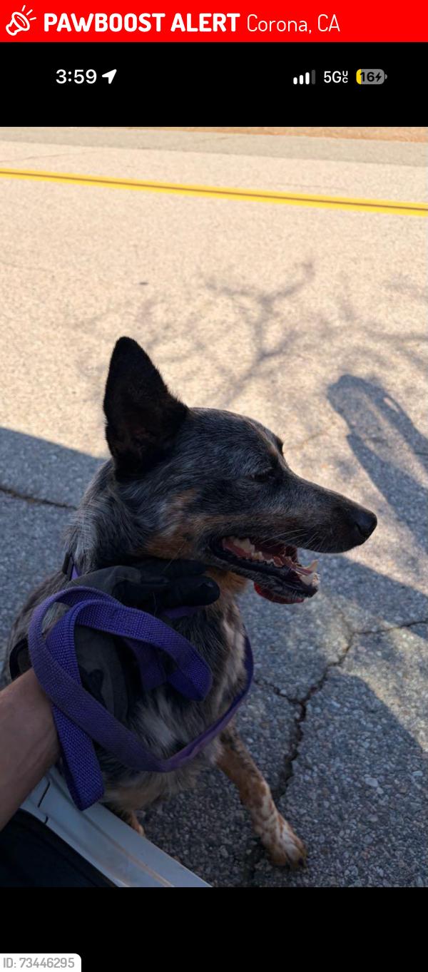 Lost Male Dog last seen State st, Corona, CA 92881