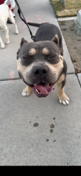 Lost Male Dog last seen Plans rd and stine rd, Bakersfield, CA 93309