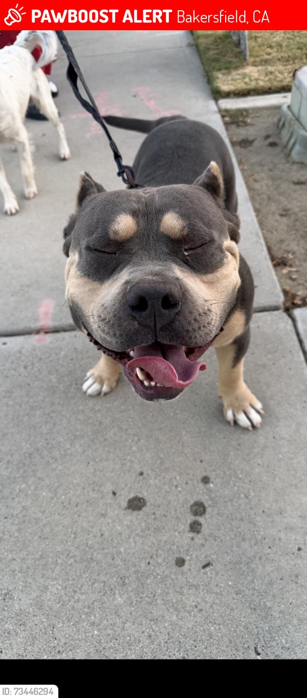 Lost Male Dog last seen Plans rd and stine rd, Bakersfield, CA 93309