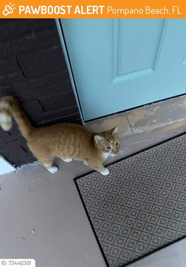 Found/Stray Unknown Cat last seen 14th ter, Pompano Beach, FL 33064