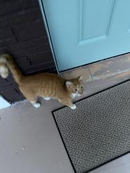 Found/Stray Unknown Cat last seen 14th ter, Pompano Beach, FL 33064