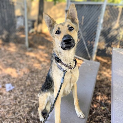 Shelter Stray Female Dog last seen Near rawson st, Oakland, CA, 1101 29th Ave, Oakland, CA 94601, USA