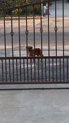 Found/Stray Male Dog last seen Mesa st. Between 1st&3rd, Hesperia, CA 92345
