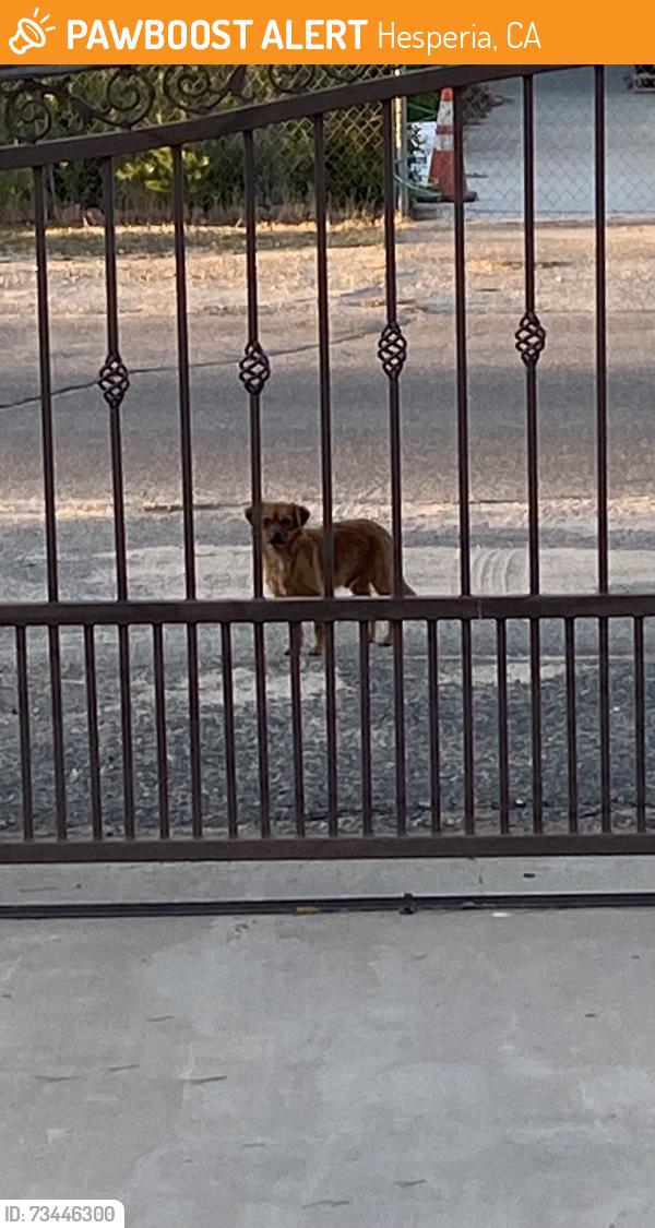 Found/Stray Male Dog last seen Mesa st. Between 1st&3rd, Hesperia, CA 92345