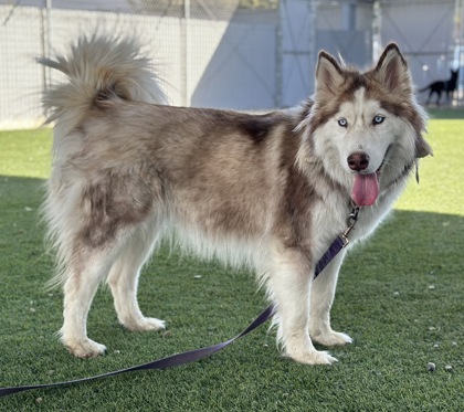 Shelter Stray Female Dog last seen N Dickenson Ave & W Shaw Ave, Fresno Zone Fresno CO 2 93723, CA, 1510 W Dan Ronquillo Dr, Fresno, CA 93706, USA