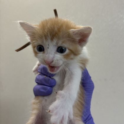 Shelter Stray Male Cat last seen Harvey/ TX6 Frontage, City of College Station, TX, 5359 Leonard Rd, Bryan, TX 77807, USA