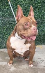 Shelter Stray Female Dog last seen Near ISLAND POINT DR, CITY of El Paso, TX, 5001 Fred Wilson Ave, El Paso, TX 79906, USA
