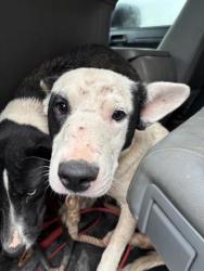 Shelter Stray Male Dog last seen ROUND ROCK DR, EL PASO, TX, 79924, CITY of El Paso, TX, 5001 Fred Wilson Ave, El Paso, TX 79906, USA