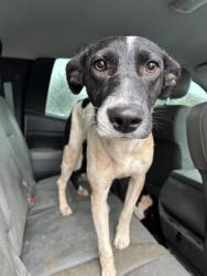 Shelter Stray Female Dog last seen ROUND ROCK DR, EL PASO, TX, 79924, CITY of El Paso, TX, 5001 Fred Wilson Ave, El Paso, TX 79906, USA