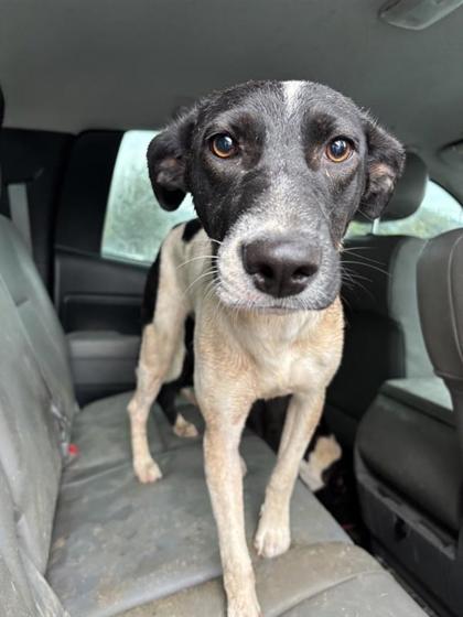 Shelter Stray Female Dog last seen ROUND ROCK DR, EL PASO, TX, 79924, CITY of El Paso, TX, 5001 Fred Wilson Ave, El Paso, TX 79906, USA