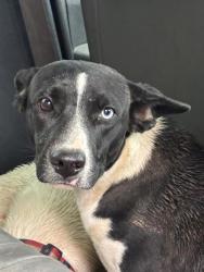 Shelter Stray Female Dog last seen ROUND ROCK DR, EL PASO, TX, 79924, CITY of El Paso, TX, 5001 Fred Wilson Ave, El Paso, TX 79906, USA