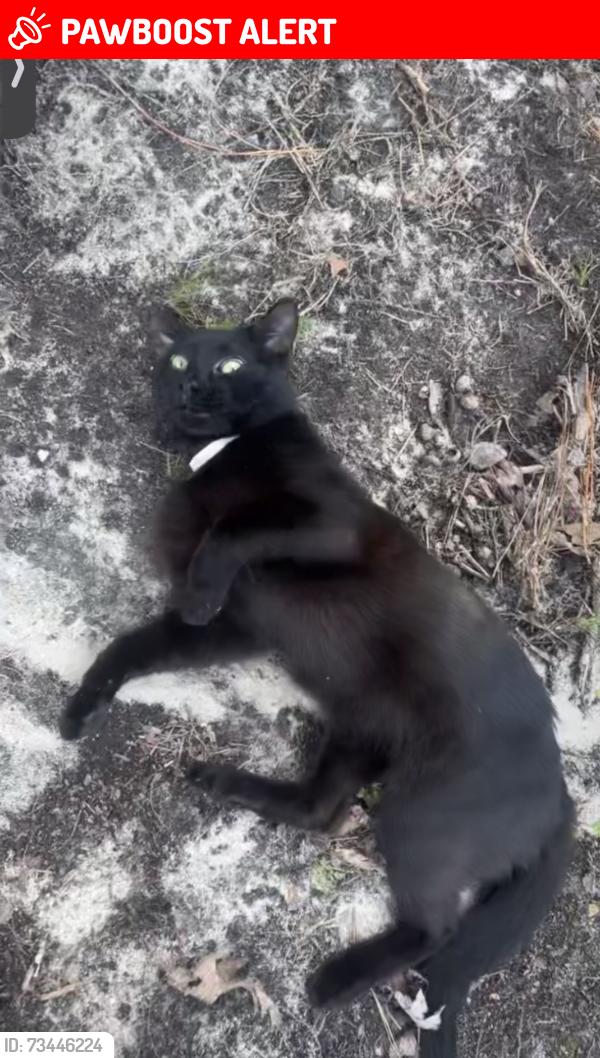 Lost Male Cat last seen River road South Chesterfield, Near Wesley Chapel United Methodist Church, Wyatt cemetery, South Chesterfield, VA 23803