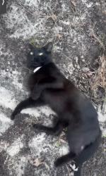 Lost Male Cat last seen River road South Chesterfield, Near Wesley Chapel United Methodist Church, Wyatt cemetery, South Chesterfield, VA 23803