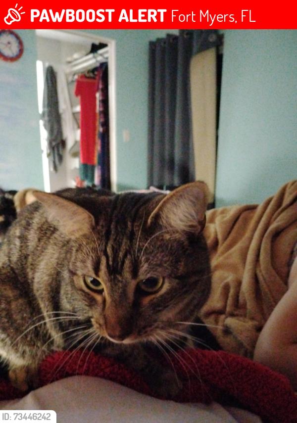 Lost Male Cat last seen North Drive and West Drive, Fort Myers, FL 33907