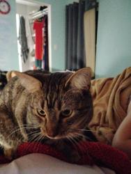 Lost Male Cat last seen North Drive and West Drive, Fort Myers, FL 33907