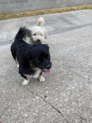Found/Stray Male Dog last seen Vineyard trail, Mesquite, TX 75150