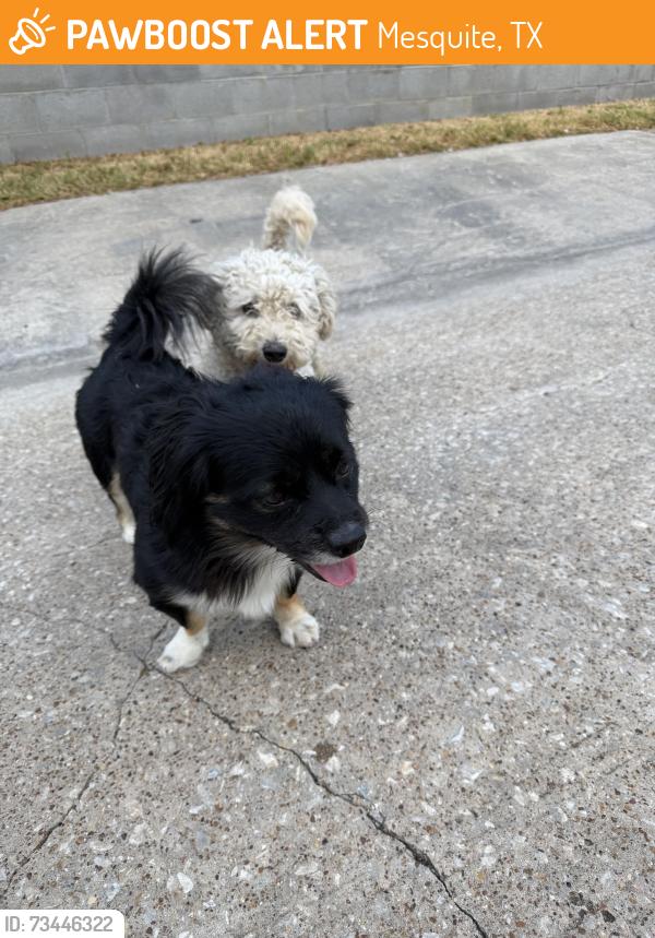 Found/Stray Male Dog last seen Vineyard trail, Mesquite, TX 75150