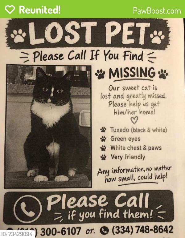 Reunited Male Cat last seen Near S Parsons Ave, Brandon, FL 33511, USA, Brandon, FL 33511