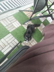 Lost Male Cat last seen Crescent road, Surrey, BC V4P 2B2