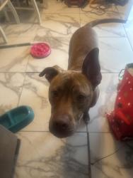 Reunited Male Dog last seen Watts lane, Richmond, VA 23223
