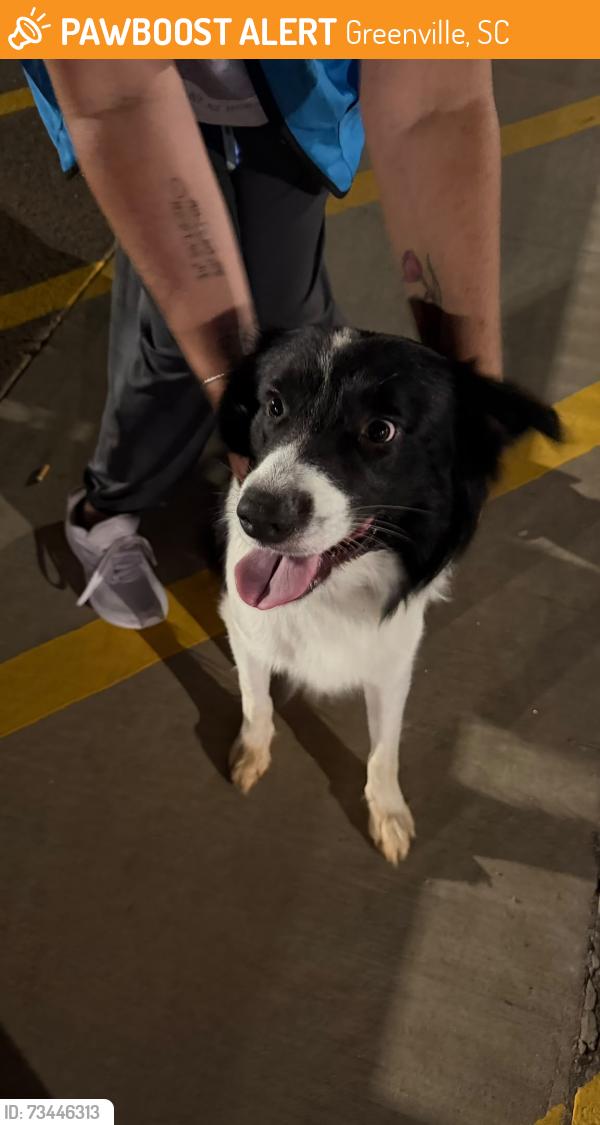 Found/Stray Male Dog last seen Near Perimeter Rd, Greenville, SC, USA, Greenville, SC 29605