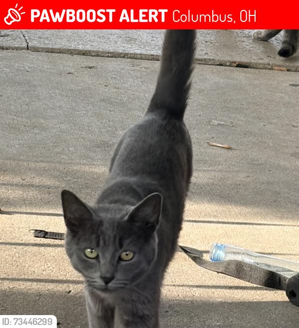 Lost Female Cat last seen Bremen st 43224, Columbus, OH 43211
