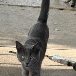 Lost Female Cat last seen Bremen st 43224, Columbus, OH 43211