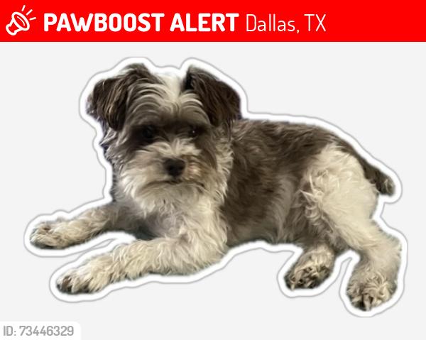 Lost Male Dog last seen Coit and Campbell, Dallas, TX 75248