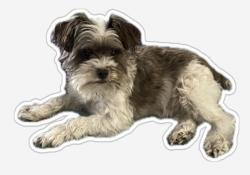 Lost Male Dog last seen Coit and Campbell, Dallas, TX 75248