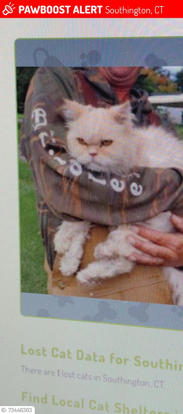 Lost Female Cat last seen parkview dr-- charles st, Southington, CT 06479