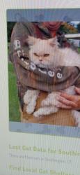 Lost Female Cat last seen parkview dr-- charles st, Southington, CT 06479