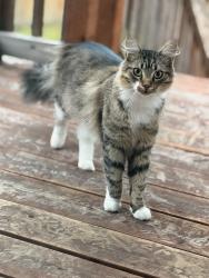 Found/Stray Female Cat last seen Military rd and 109th Ave SW, Pierce County, WA 98498