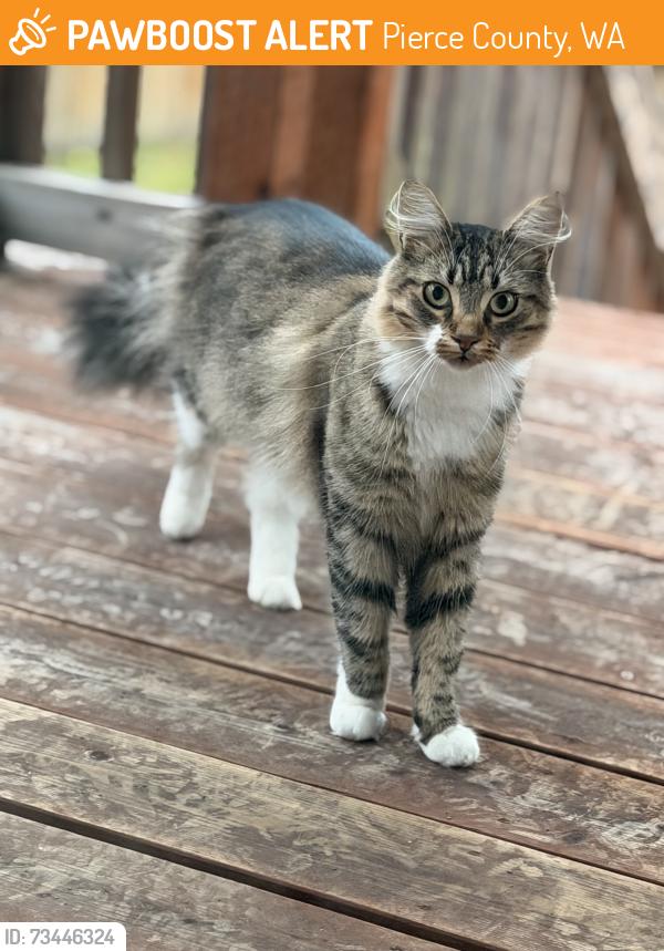 Found/Stray Female Cat last seen Military rd and 109th Ave SW, Pierce County, WA 98498
