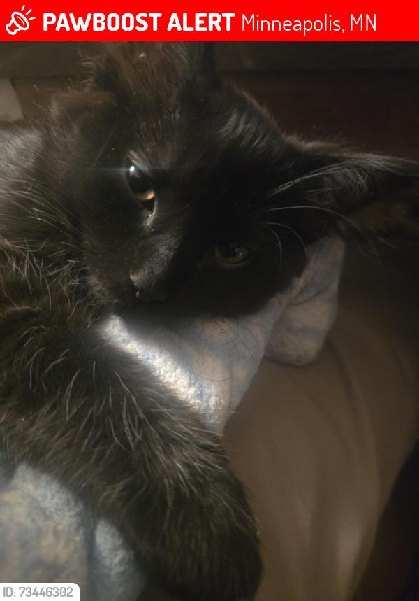 Lost Male Cat last seen MINNEAPOLIS INSTITUTE OF ART, Minneapolis, MN 55404