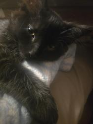 Lost Male Cat last seen MINNEAPOLIS INSTITUTE OF ART, Minneapolis, MN 55404