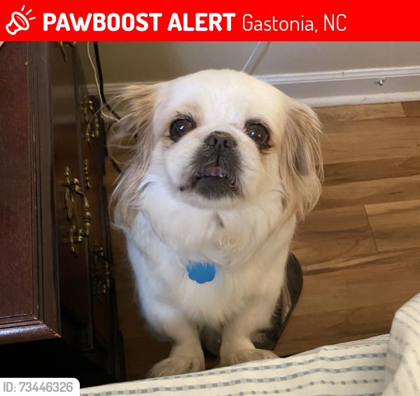 Lost Female Dog last seen Oakwood Circle, Gastonia, NC 28056