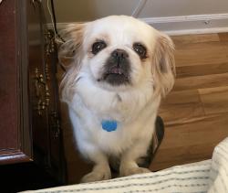 Lost Female Dog last seen Oakwood Circle, Gastonia, NC 28056