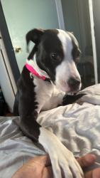 Reunited Female Dog last seen Watts lane, Richmond, VA 23223