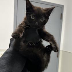 Shelter Stray Female Cat last seen Near C Street, San Diego, CA, 92102, 5500 Gaines St, San Diego, CA 92110, USA