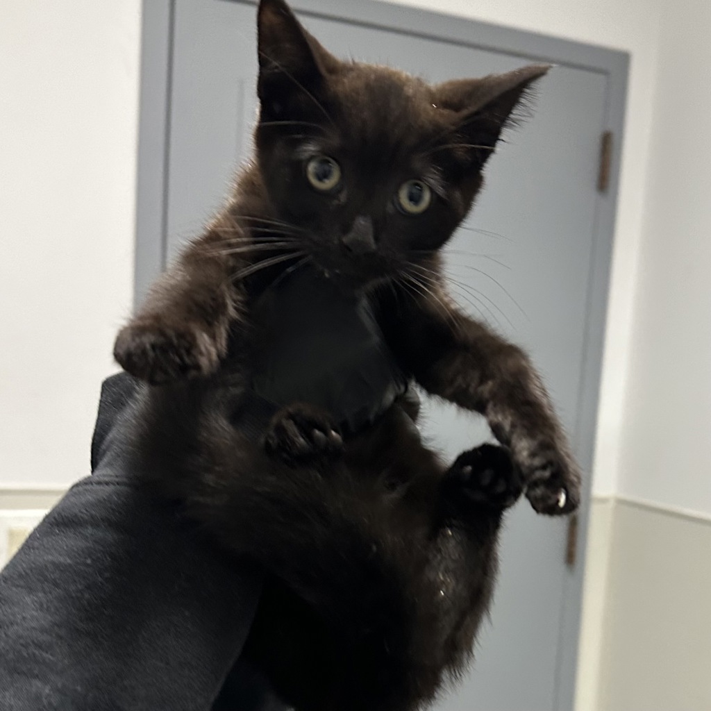Shelter Stray Female Cat last seen Near C Street, San Diego, CA, 92102, 5500 Gaines St, San Diego, CA 92110, USA